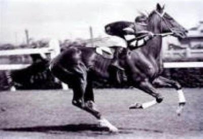 Phar Lap - the Australian racing legend