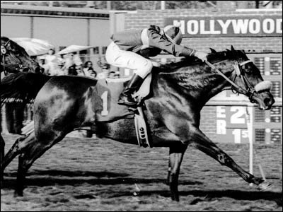John Henry - a famous Horse - 1975-2007